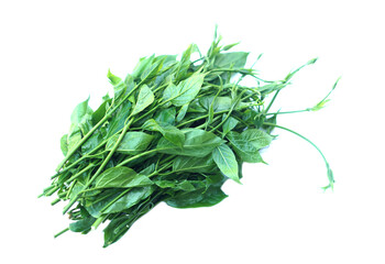 Fresh green organic herbal Gurmar vegetable or Gymnema inodorum on white. Concept Thai herbal vegetable, eaten as vegetables or cooking for helping lower blood sugar level      