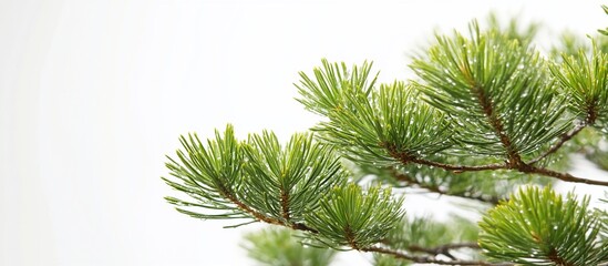 Obraz premium Lush pine branch outdoors, bright background, nature card