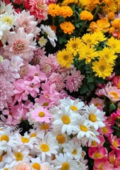 Outdoors flower asteraceae blossom.