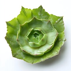 Obraz premium A juicy succulent leaf cut in half, showing internal water storage