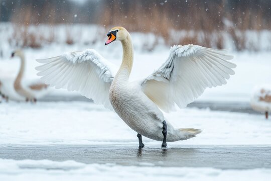 A beautiful white swan standing on the edge of a frozen lake, serene and majestic