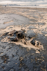 Dead seagull bird in oil. Oil in coastline after a tanker wreck.