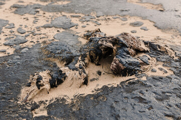 Dead bird died due to oil. Oil in coastline after a tanker wreck.