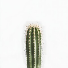 Fototapeta premium A minimalistic cactus on a white background, clean aesthetic, modern simplicity
