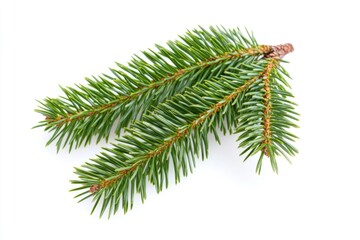 A single pine tree branch against a white background