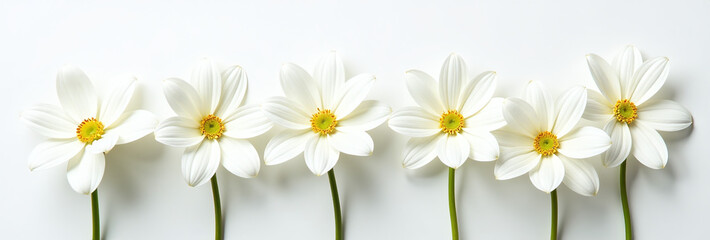white flowers arranged neatly plain backdrop creates visually appealing decorative
