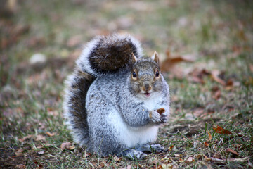 Obraz premium free squirrel as fauna nature animal soft and silky