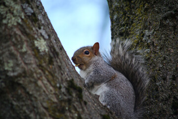 free squirrel as fauna nature animal soft and silky