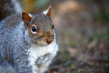 free squirrel as fauna nature animal soft and silky