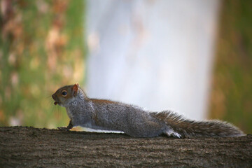 free squirrel as fauna nature animal soft and silky