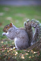 free squirrel as fauna nature animal soft and silky