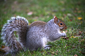 free squirrel as fauna nature animal soft and silky