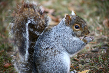 free squirrel as fauna nature animal soft and silky