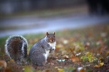 free squirrel as fauna nature animal soft and silky