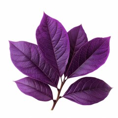 Studio shot of purple leaves showing veins on white background