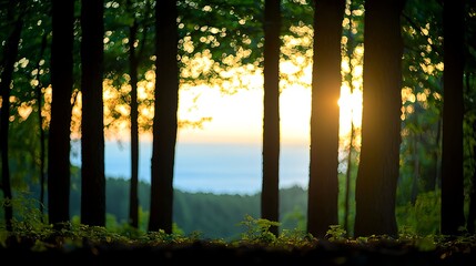 Forest Sunset: Golden Hour Light Through Trees
