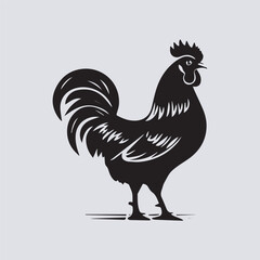 rooster isolated on white background