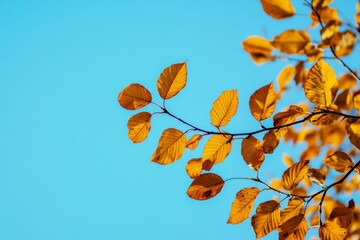 Autumn Branch with Golden Leaves Against a Vibrant Blue Sky