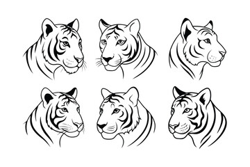 Siberian Tiger (Panthera tigris altaica) animal design, labeled line art vector art illustration.