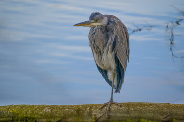 Heron standing on one leg on the tree trunk by lake