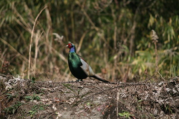 春の野に見つけた美しいキジ