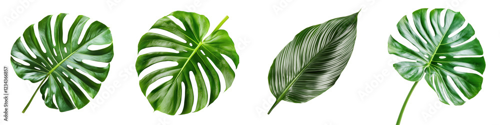 Poster display of various tropical leaves showcasing diverse shapes and textures against a white background