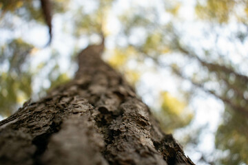 Tree bark focus in a pine forest