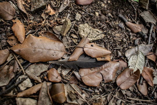 Leaf litter humus understory growth feather in dead leaves on the ground forest floor