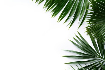 Obraz premium Palm leaf backgrounds outdoors nature.