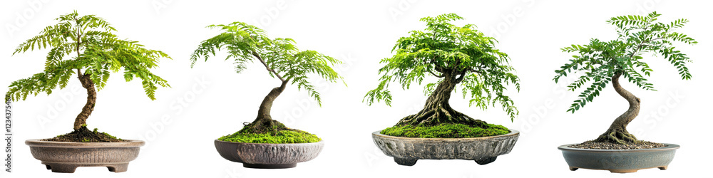 Poster Various styles of bonsai trees displayed on neutral background in a tranquil arrangement