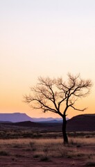 Fototapeta premium Silhouetted tree at sunset in a vast, arid landscape.