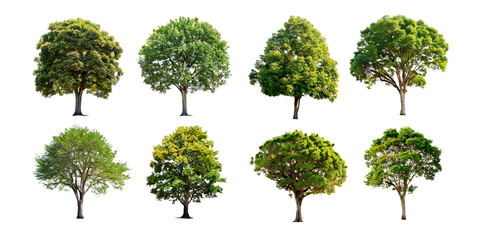 Fototapeta premium Variety of Trees in Different Seasons and Shades, PNG collection, set bundle, isolate on transparent or white background