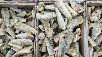 Frozen Notothenia fish, top view. Notothenia at the fish market. Sale of frozen fish carcasses. Fish in the freezer in the supermarket. Notothenia without head and tail