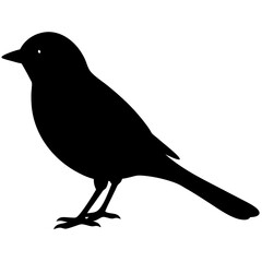 bird on a branch