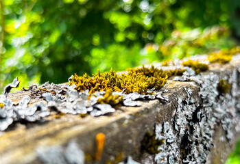 Wooden post covered in moss and lichen