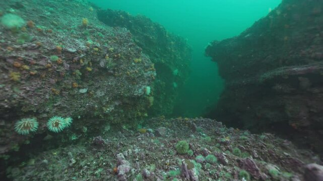 Cold water reef during a dive in Quebec, Canada.