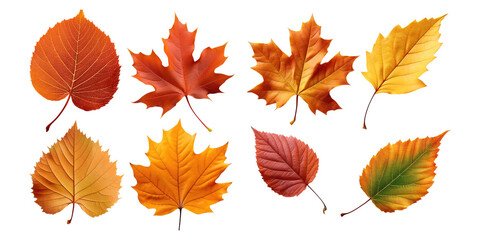 Fototapeta premium Colorful Autumn Leaves on Transparent Background