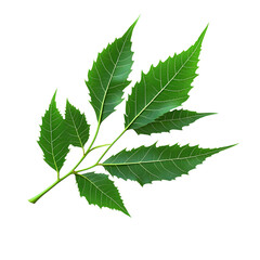 Fototapeta premium Green neem leaf branch on transparent background