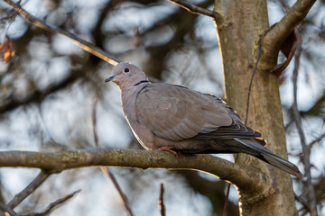 Taube auf einem Baum