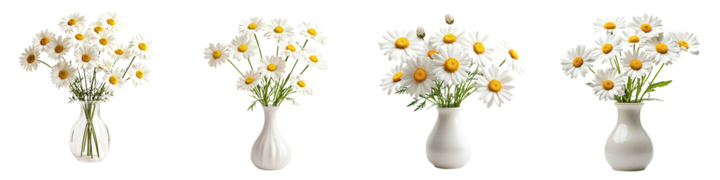 Daisies arranged in several white vases showcasing vibrant spring beauty in a bright setting