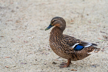 Wilde mexikanische braune Ente auf einer Sandbank