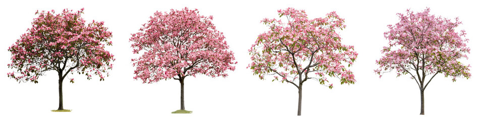 Beautiful flowering trees showcasing vibrant pink blossoms in a serene outdoor setting during springtime