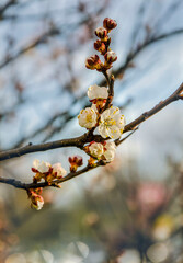 Apricot blossom close-up. Texture. Kiev spring