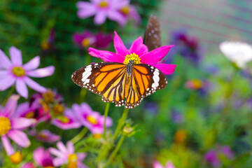 A beautiful butterfly in the garden