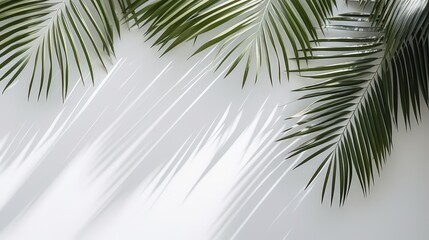 Fototapeta premium Natural Shadow Overlay of Palm Leaves on a White Background Creating a Soft and Elegant Texture for Stylish Decorative Use and Modern Aesthetic