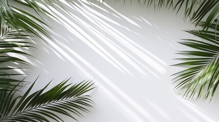 Obraz premium Natural Green Palm Leaves Shadow Overlay on White Texture Background for Creative Art and Design Projects