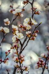 Obraz premium Blooming apricot branch close-up. Texture. Kiev spring