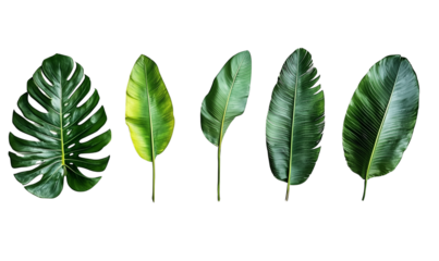 Lush Tropical Leaves Monstera Banana Bird of Paradise Greenery Background, Transparent Background, Ai Generative Images