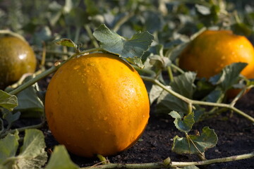 Growing melons. Ripe round yellow melon after watering in sunlight.