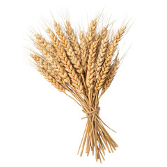 Fototapeta premium A bundle of golden wheat stalks tied together, symbolizing harvest and abundance.